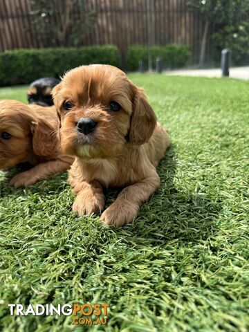 King Charles Cavalier Puppies