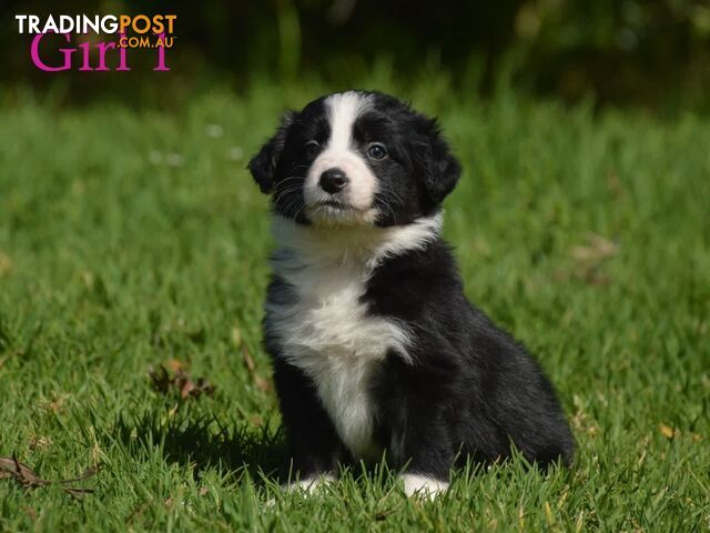 Border Collie Puppies - UK Sire