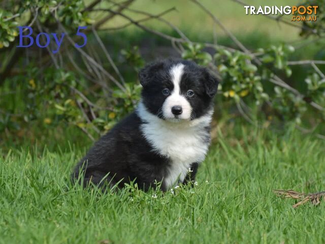 Border Collie Puppies - UK Sire