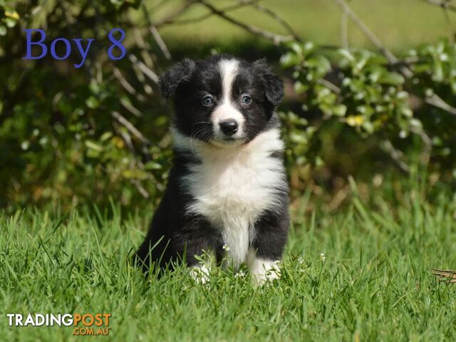 Border Collie Puppies - UK Sire