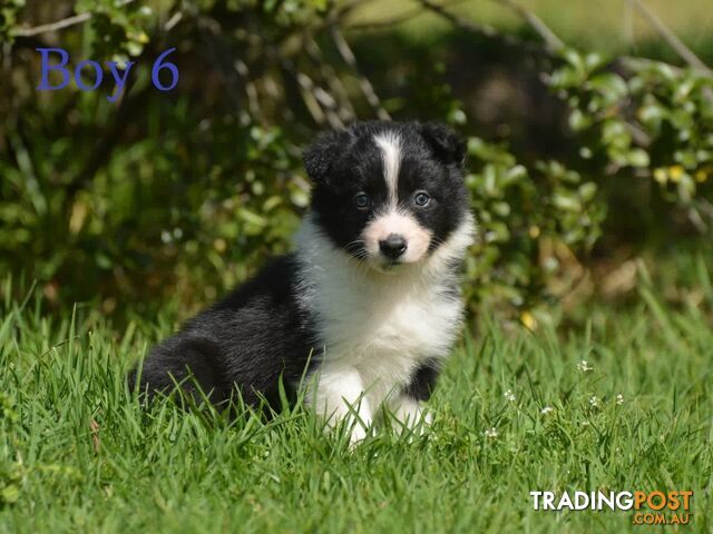 Border Collie Puppies - UK Sire