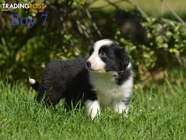 Border Collie Puppies - UK Sire