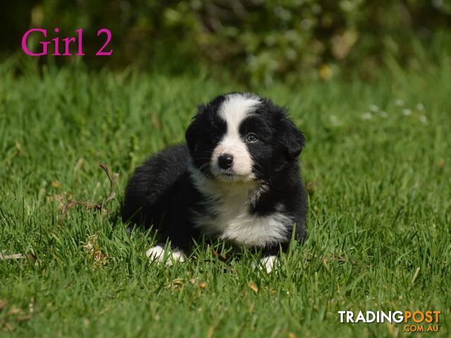 Border Collie Puppies - UK Sire