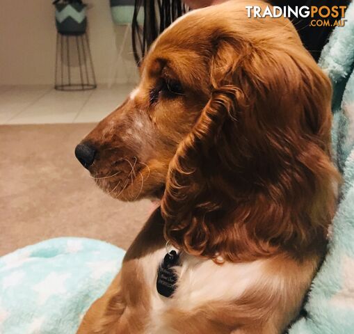 Stud Cocker Spaniel