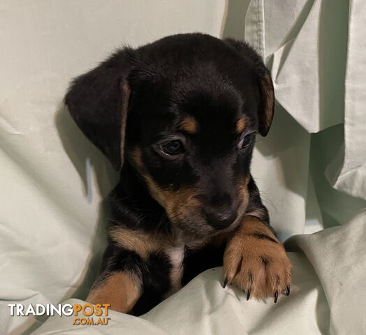 Chihuahua x Dachshund (chiweenie)