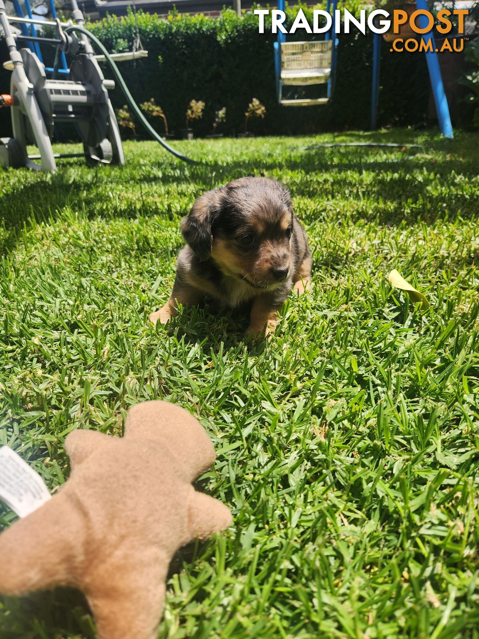 Mini Dachshund x Maltese designer breed Mauxie