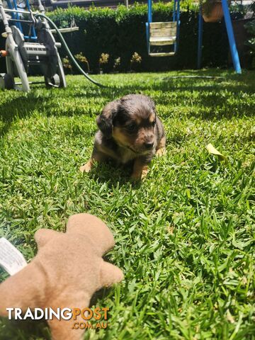 Mini Dachshund x Maltese designer breed Mauxie