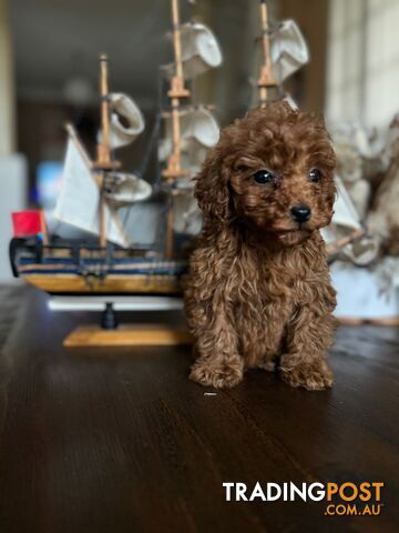 Toy Poodle Tiny Teacup Toy Poodle Red Puppies