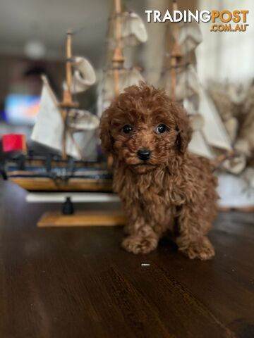 Toy Poodle Tiny Teacup Toy Poodle Red Puppies