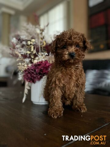 Toy Poodle Tiny Toy Poodle Red Puppies