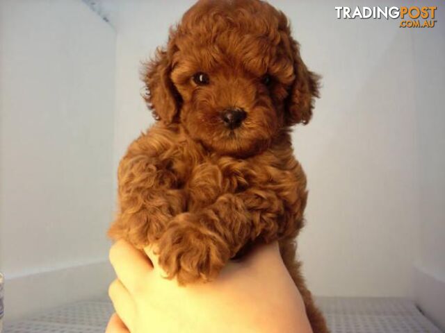 Toy Poodle Red Puppies