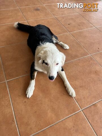 3 X Boarder Collie x and 1 x Kelpie x