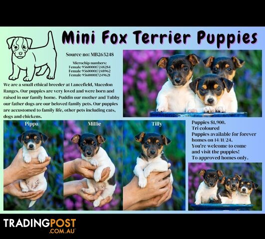 Mini Fox Terrier puppies