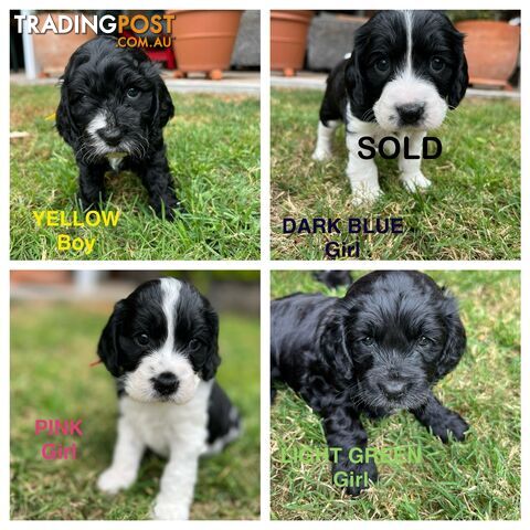 Cocker Spaniel x Cavoodle Puppies *PRICE REDUCED MUST GO THIS WEEKEND