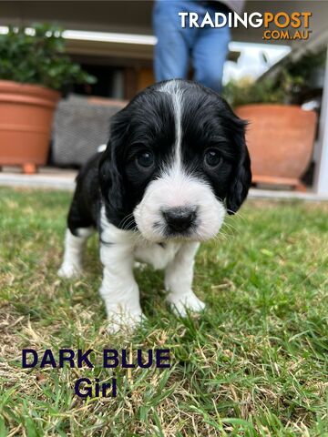 Cocker Spaniel x Cavoodle Puppies *PRICE REDUCED MUST GO THIS WEEKEND