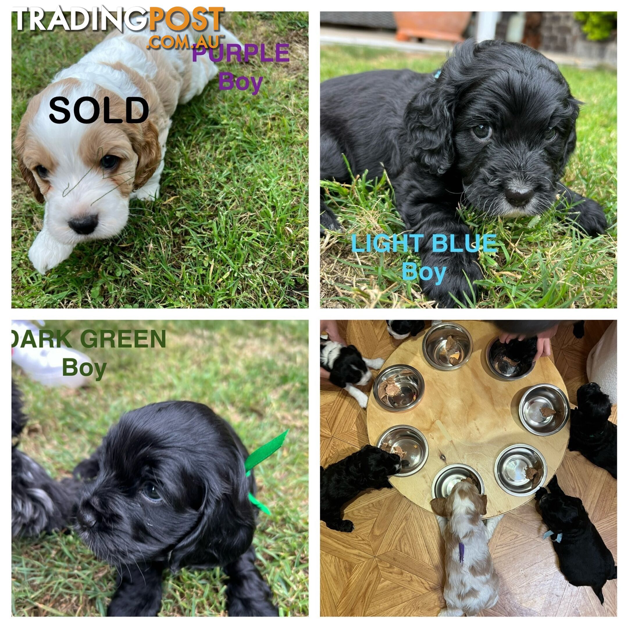 Cocker Spaniel x Cavoodle Puppies *PRICE REDUCED MUST GO THIS WEEKEND