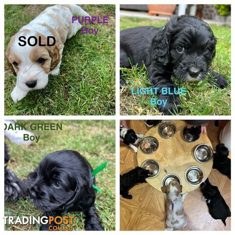 Cocker Spaniel x Cavoodle Puppies *PRICE REDUCED MUST GO THIS WEEKEND