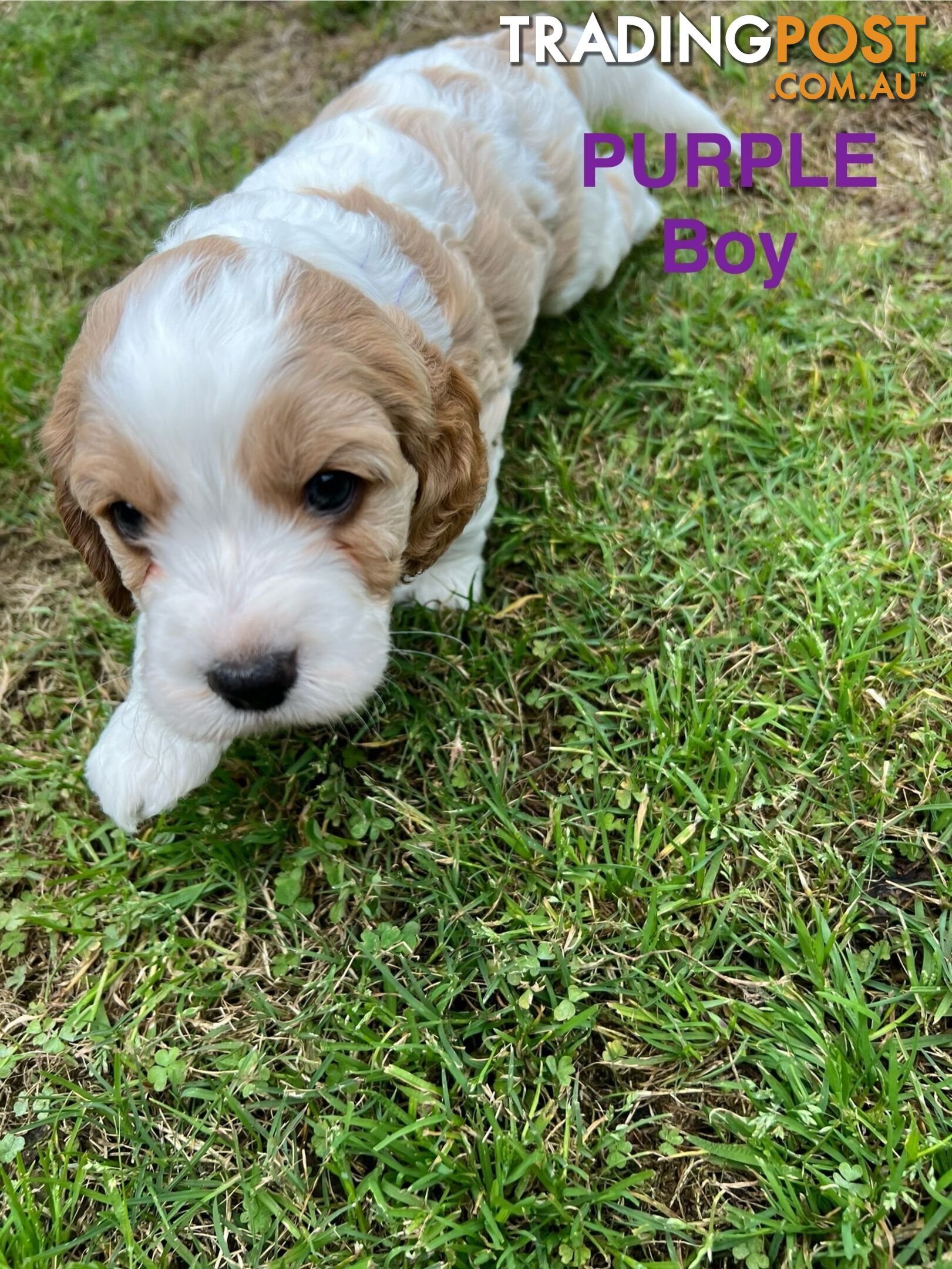 Cocker Spaniel x Cavoodle Puppies *PRICE REDUCED MUST GO THIS WEEKEND