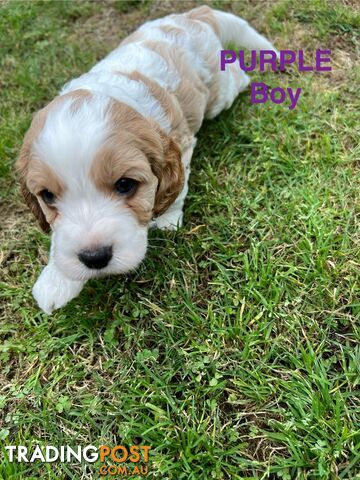 Cocker Spaniel x Cavoodle Puppies *PRICE REDUCED MUST GO THIS WEEKEND