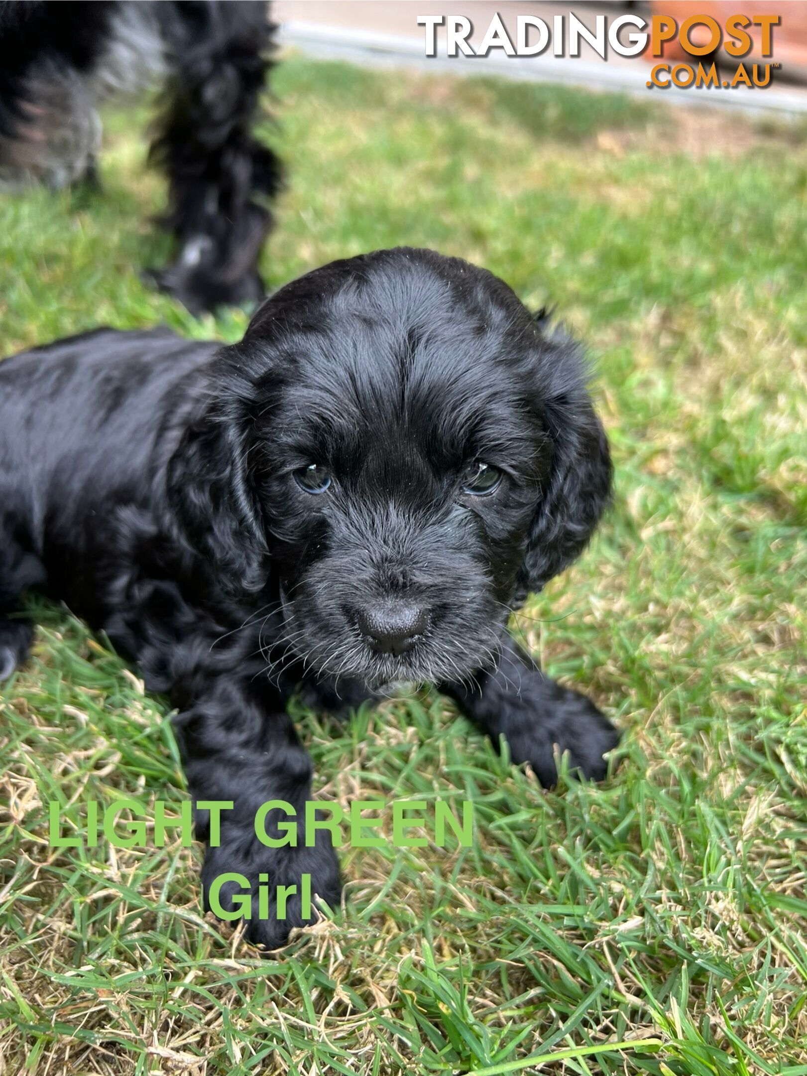 Cocker Spaniel x Cavoodle Puppies *PRICE REDUCED MUST GO THIS WEEKEND