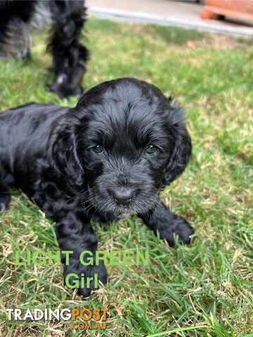 Cocker Spaniel x Cavoodle Puppies *PRICE REDUCED MUST GO THIS WEEKEND