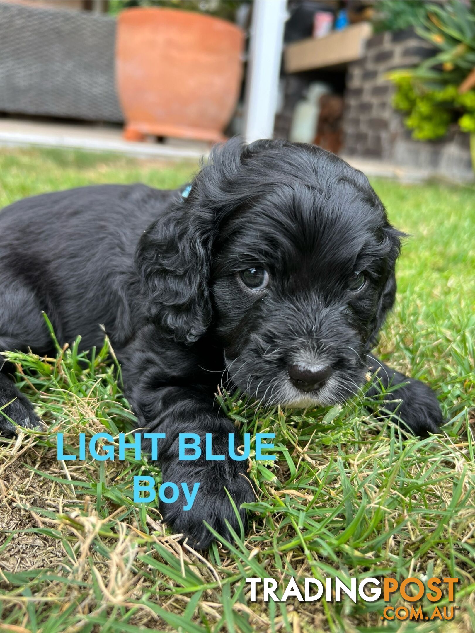 Cocker Spaniel x Cavoodle Puppies *PRICE REDUCED MUST GO THIS WEEKEND