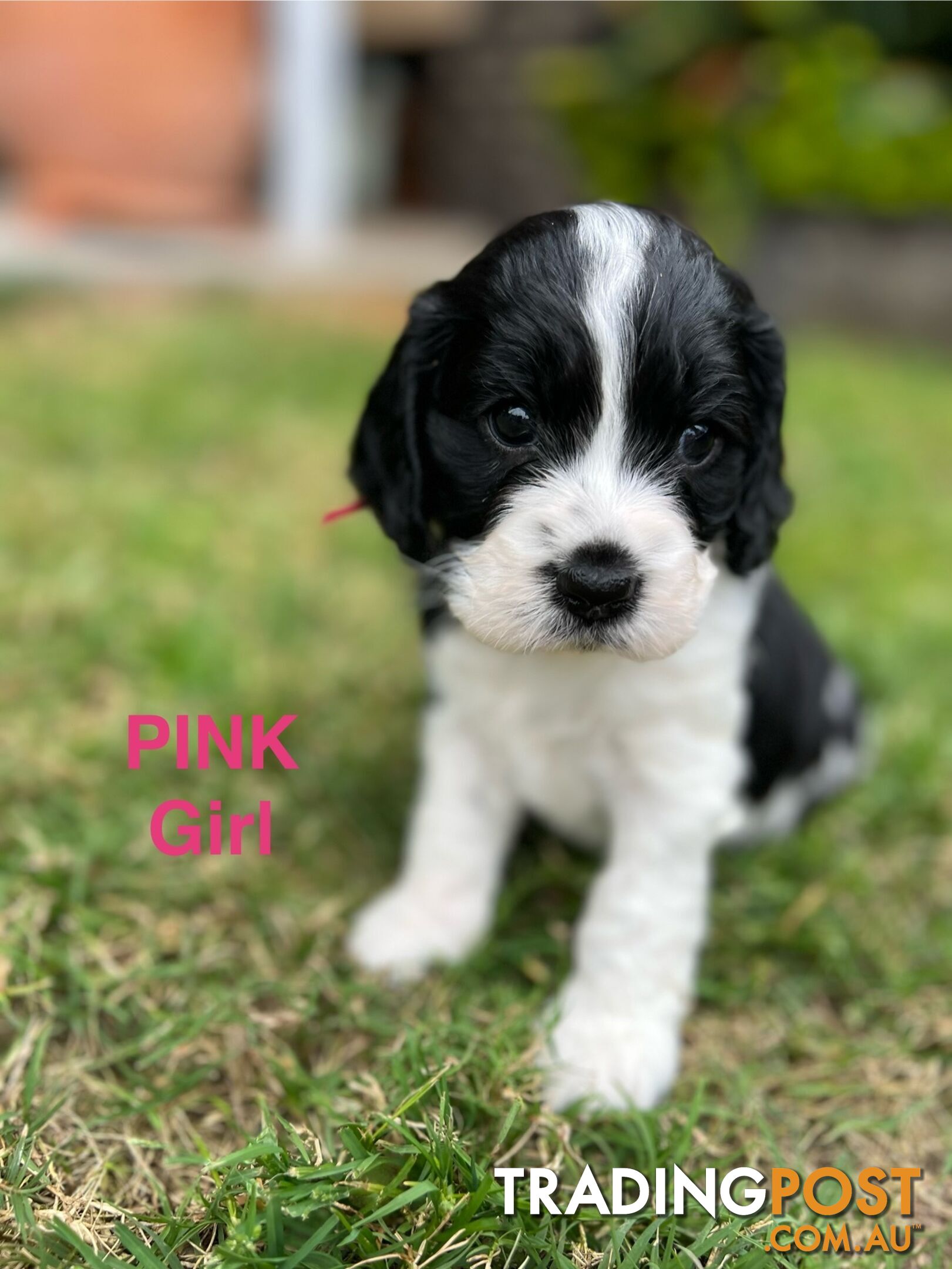 Cocker Spaniel x Cavoodle Puppies *PRICE REDUCED MUST GO THIS WEEKEND