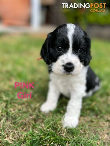 Cocker Spaniel x Cavoodle Puppies *PRICE REDUCED