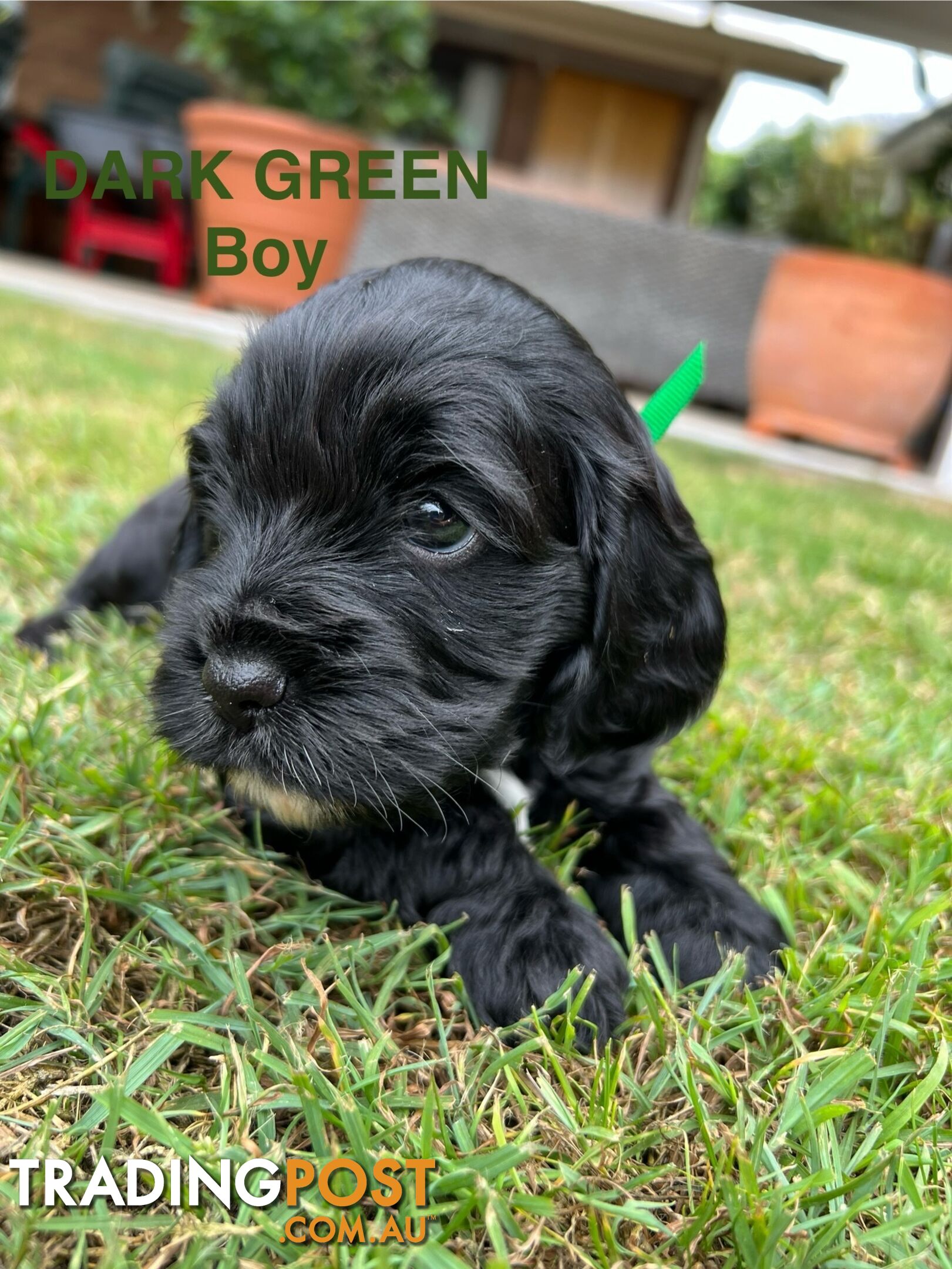 Cocker Spaniel x Cavoodle Puppies *PRICE REDUCED MUST GO THIS WEEKEND