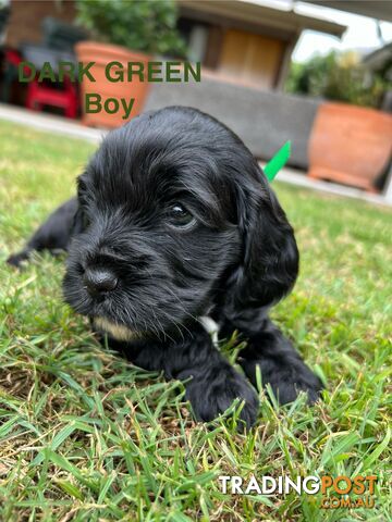 Cocker Spaniel x Cavoodle Puppies *PRICE REDUCED MUST GO THIS WEEKEND