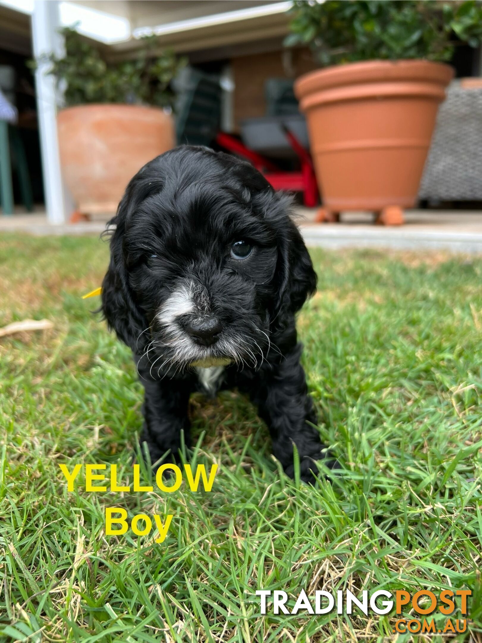 Cocker Spaniel x Cavoodle Puppies *PRICE REDUCED MUST GO THIS WEEKEND