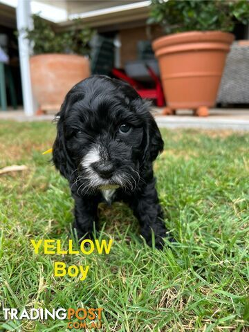 Cocker Spaniel x Cavoodle Puppies *PRICE REDUCED MUST GO THIS WEEKEND