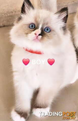 😻 Pure-bred ragdolls for sale 😻