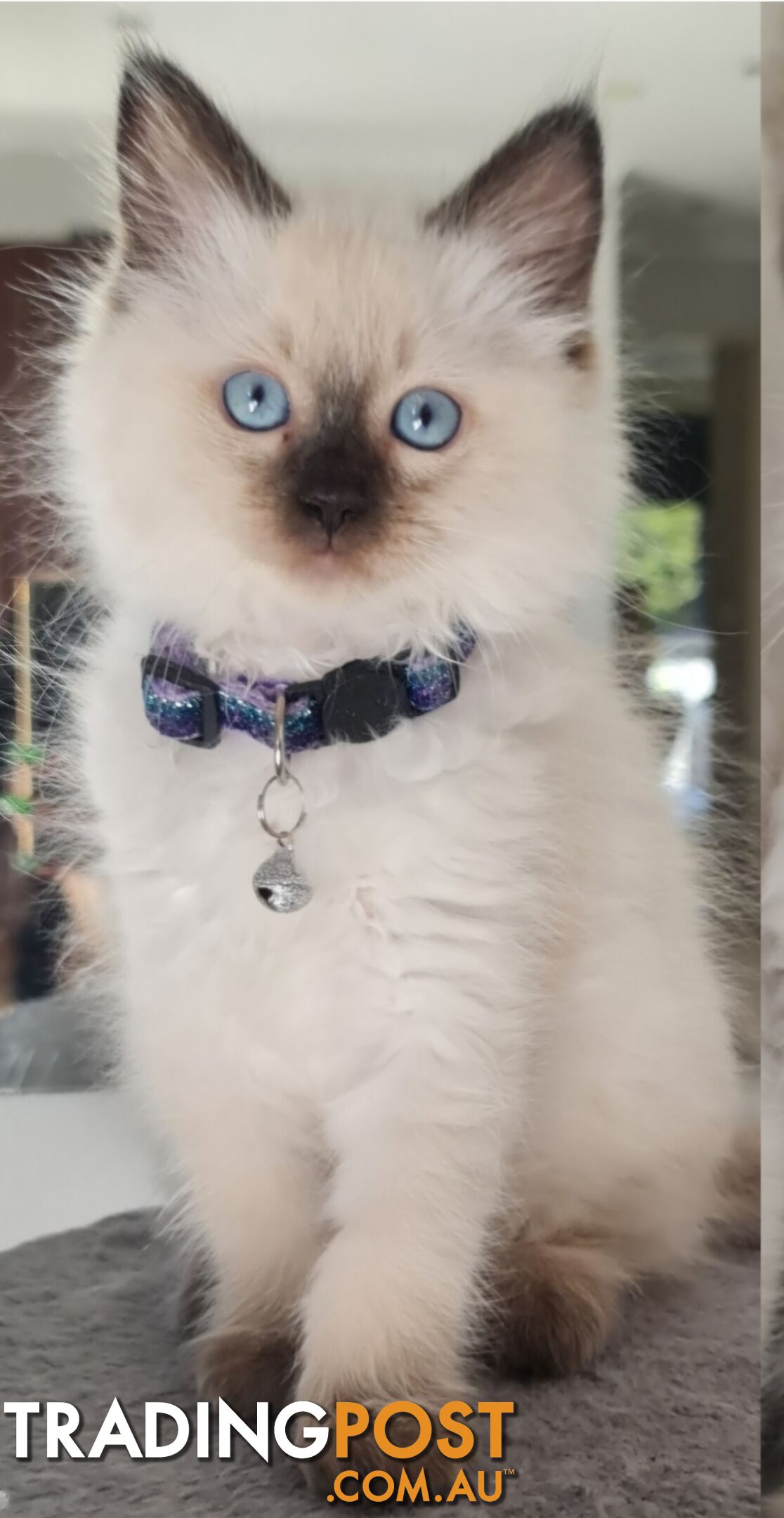 ⁹STUD SERVICE RAGDOLL, NOT FOR SALE 😻