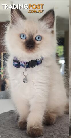 ⁹STUD SERVICE RAGDOLL, NOT FOR SALE 😻