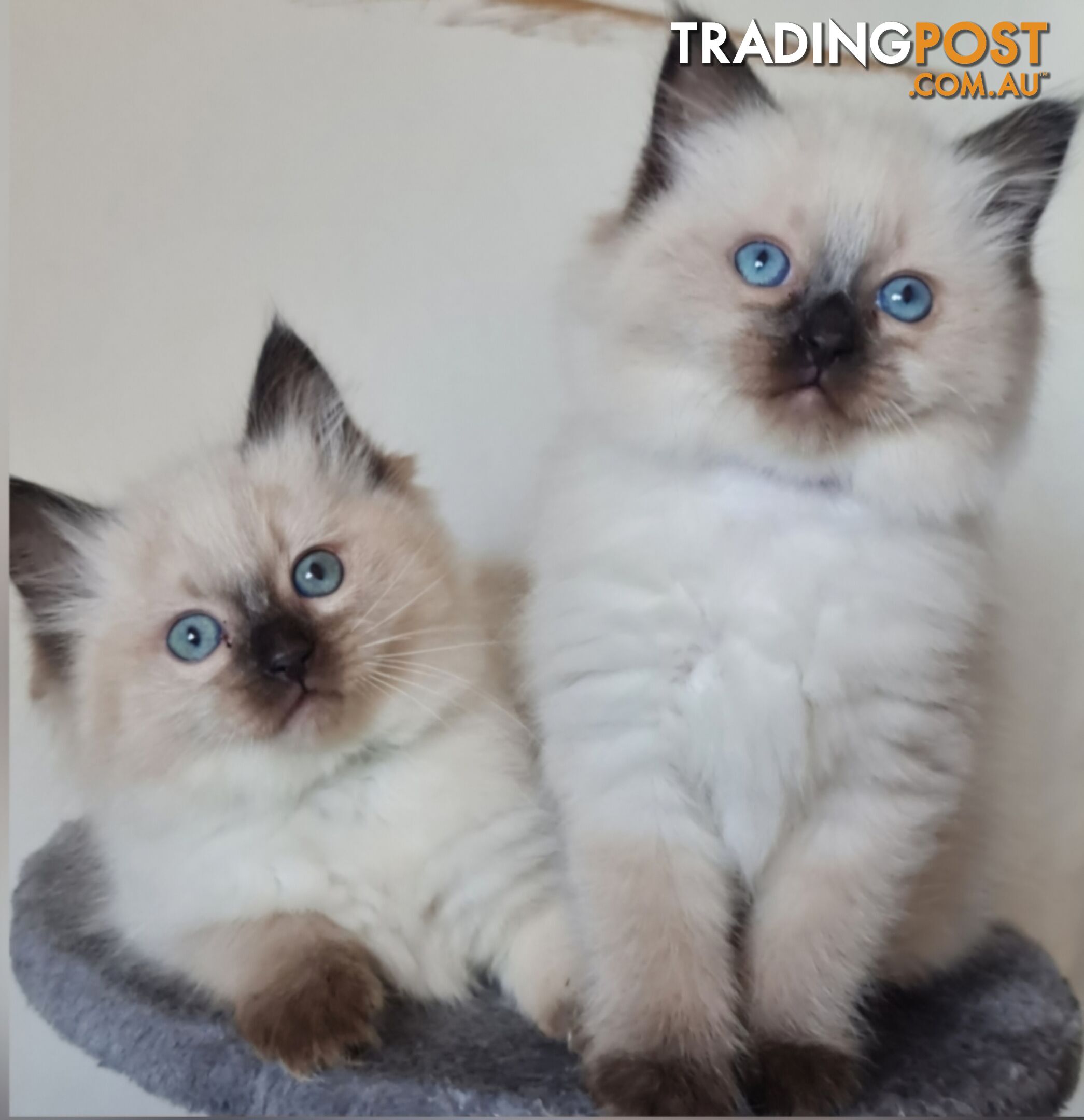 ⁹STUD SERVICE RAGDOLL, NOT FOR SALE 😻