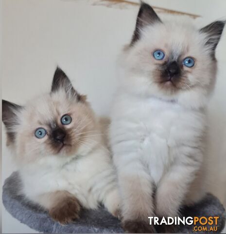 ⁹STUD SERVICE RAGDOLL, NOT FOR SALE 😻