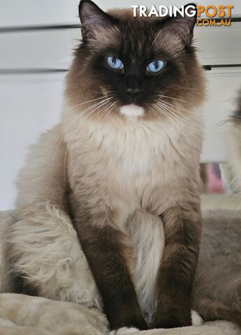 ⁹STUD SERVICE RAGDOLL, NOT FOR SALE 😻