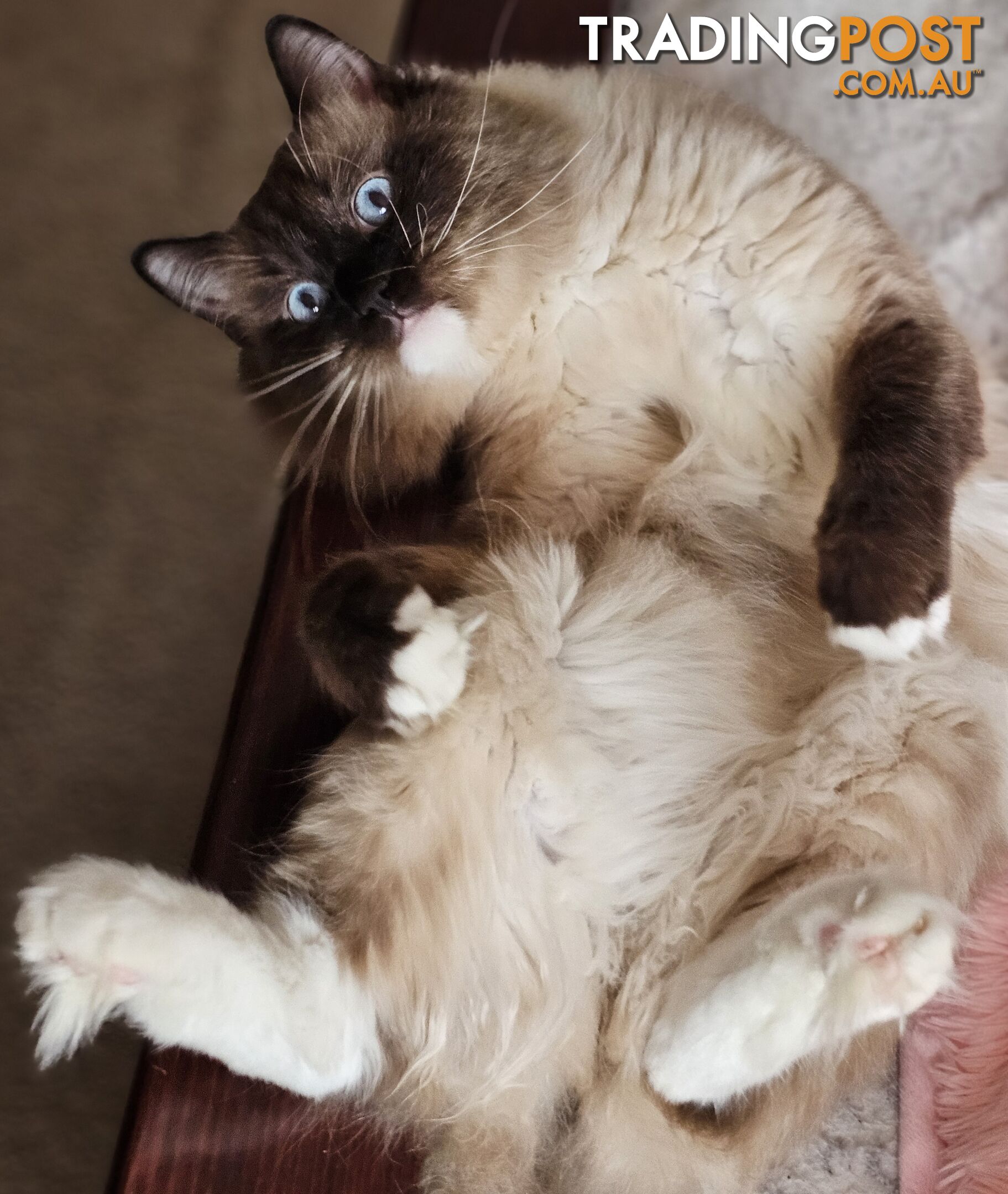 ⁹STUD SERVICE RAGDOLL, NOT FOR SALE 😻