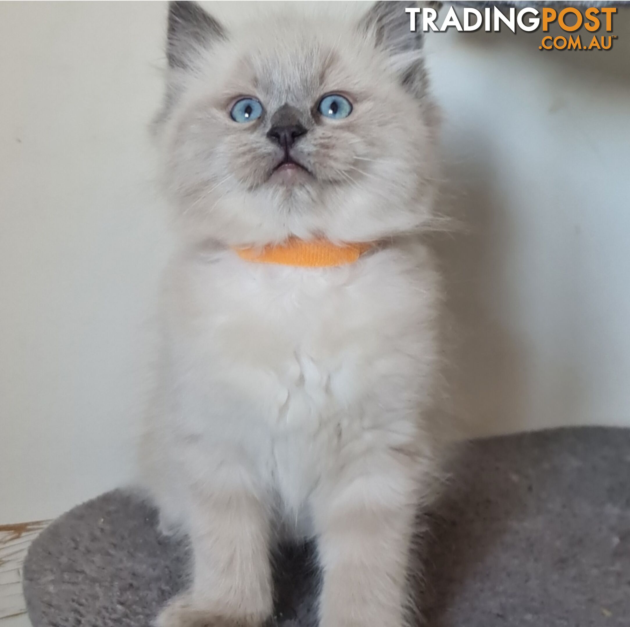 ⁹STUD SERVICE RAGDOLL, NOT FOR SALE 😻