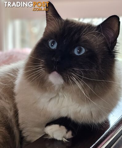 ⁹STUD SERVICE RAGDOLL, NOT FOR SALE 😻