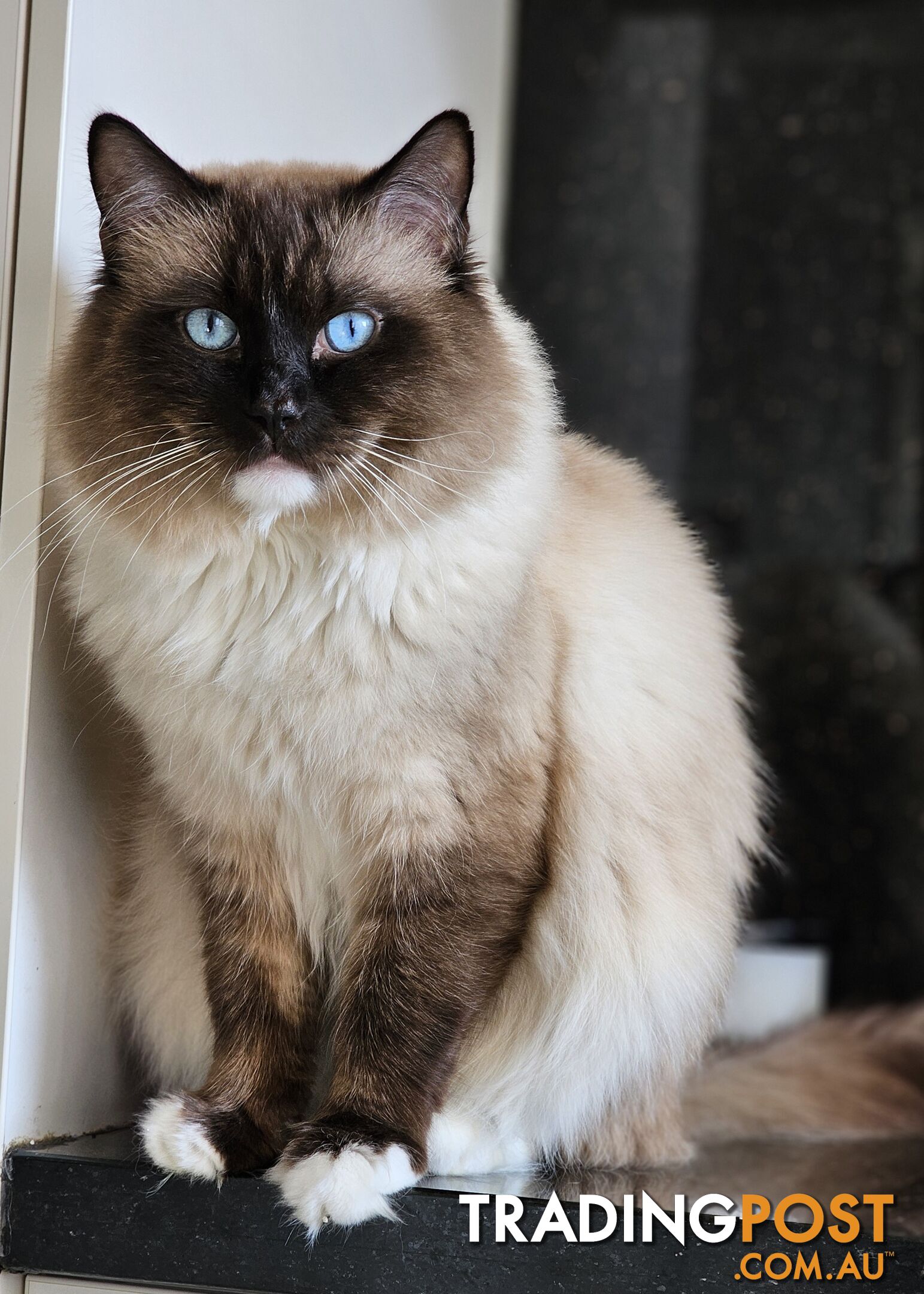 ⁹STUD SERVICE RAGDOLL, NOT FOR SALE 😻