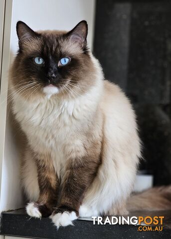 ⁹STUD SERVICE RAGDOLL, NOT FOR SALE 😻