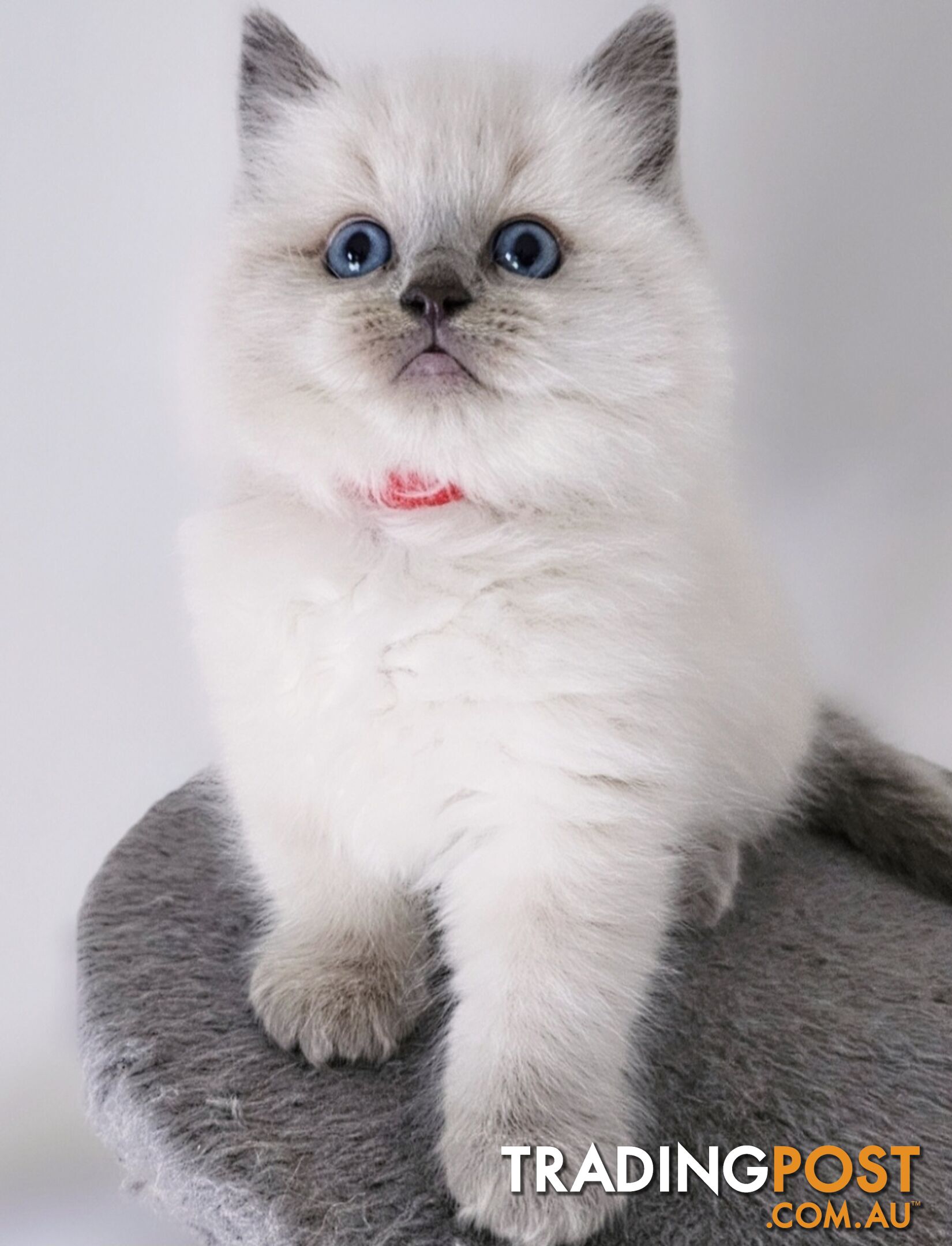 ⁹STUD SERVICE RAGDOLL, NOT FOR SALE 😻