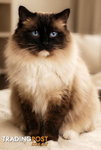 PROVEN RAGDOLL STUD - MILO - SEAL MITTED