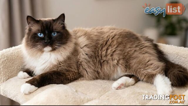 PROVEN RAGDOLL STUD - MILO - SEAL MITTED