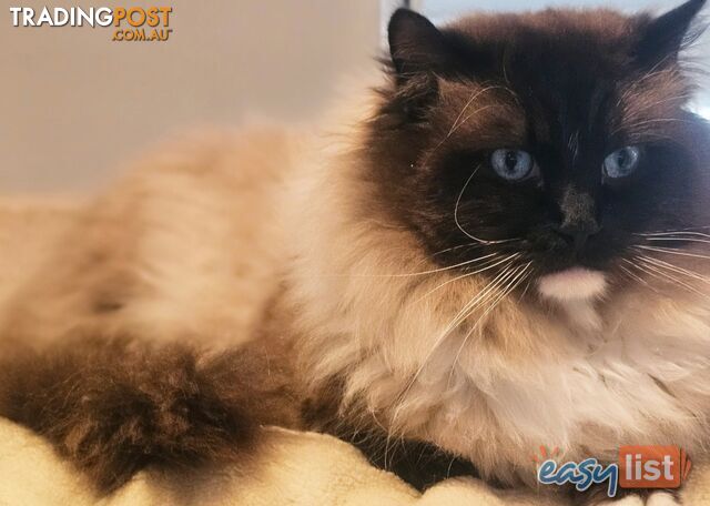 PROVEN RAGDOLL STUD - MILO - SEAL MITTED