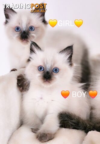 😻 Pure-bred ragdolls for sale 😻