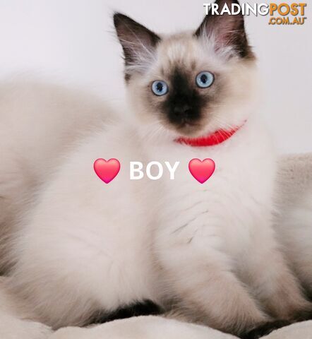 😻 Pure-bred ragdolls for sale 😻