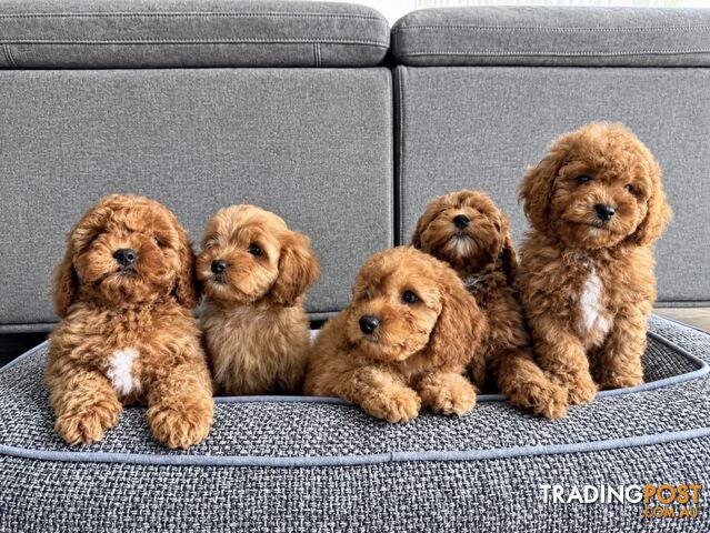 Cavoodle Puppies
